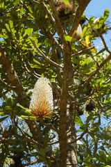 Banksia