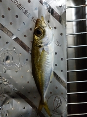 Trachurus japonicus
