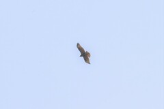 Buteo japonicus