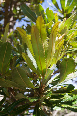 Banksia