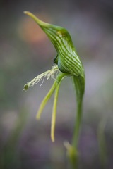 Pterostylis unicornis