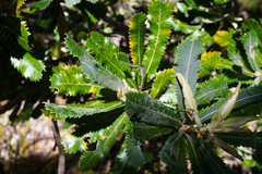 Banksia