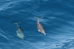 Stenella coeruleoalba