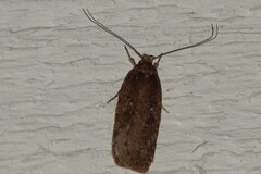 Agonopterix heracliana