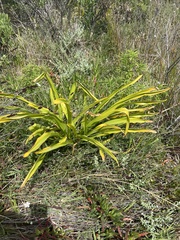 Amaryllis belladonna