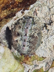 Acanthochitona garnoti