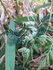 Torilis arvensis