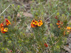 Pultenaea humilis