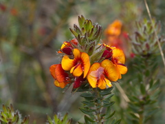 Pultenaea humilis