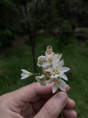 Nothoscordum