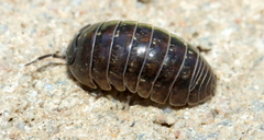 Armadillidiidae