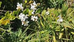 Duranta erecta