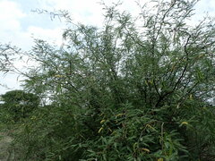 Prosopis glandulosa