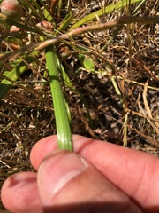 Trachyandra divaricata