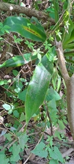 Dracaena aletriformis