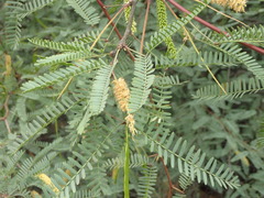 Prosopis glandulosa