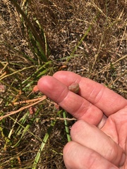 Trachyandra divaricata