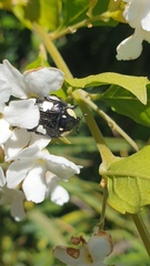 Mausoleopsis amabilis