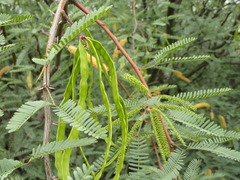Prosopis glandulosa