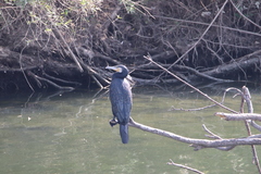 Phalacrocorax carbo