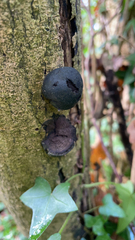 Daldinia concentrica