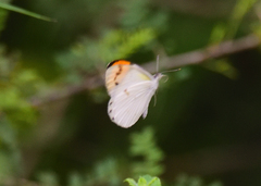 Colotis aurora