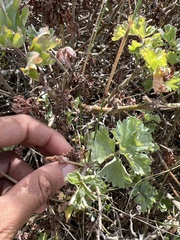 Pelargonium gibbosum