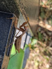 Hierodula patellifera