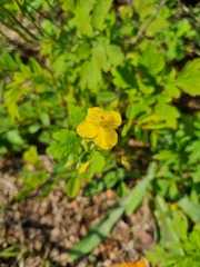 Chelidonium asiaticum