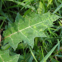 Solanum prinophyllum