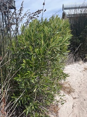 Olea europaea cuspidata