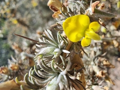 Aspalathus acanthophylla