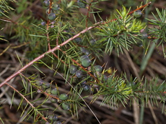 Persoonia juniperina