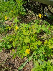 Chelidonium asiaticum