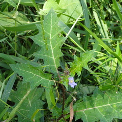 Solanum prinophyllum