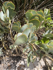 Cotyledon orbiculata