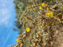 Aspalathus acanthophylla