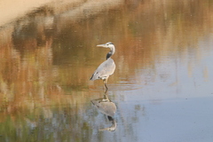 Ardea cinerea