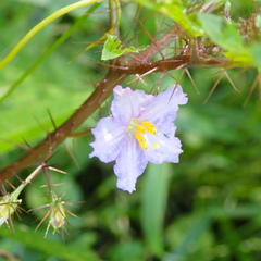 Solanum prinophyllum