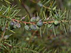 Persoonia juniperina