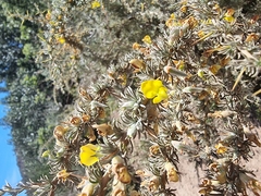 Aspalathus acanthophylla