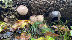 Daldinia concentrica