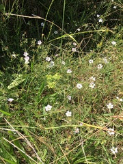 Geranium incanum