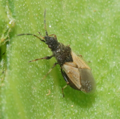 Oxycarenus hyalinipennis