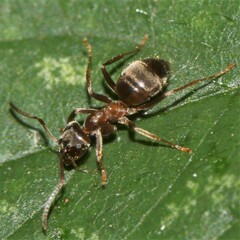 Lasius niger