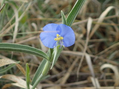 Commelina benghalensis