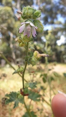 Malva multiflora
