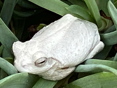 Chiromantis xerampelina