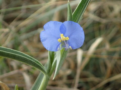Commelina benghalensis