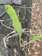 Epiphyllum phyllanthus